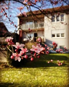 a tree with pink flowers in front of a house at Ferienwohnung im Aalbachtal - Uettingen bei Würzburg in Uettingen