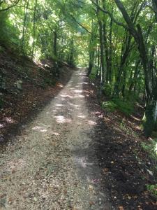Seeblick في Mühbrook: طريق ترابي في منطقة خشب فيها اشجار