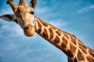Galeriebild der Unterkunft Safariland Stukenbrock Erlebnisresort in Schloß Holte-Stukenbrock
