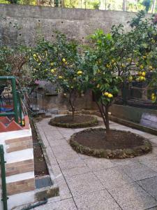 dos árboles con naranjas en un jardín en oparavisegenova, en Génova