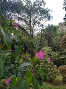 a garden with pink flowers and trees in the background at Pousada Estrela da Serra in Monte Verde