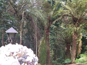 蒙特韦尔迪Pousada Estrela da Serra的相册照片 更多200张照片