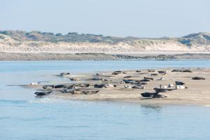 un grupo de focas yaciendo en una playa en el agua en Osanjes Berck plage, en Berck-sur-Mer