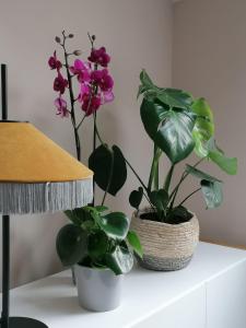 two plants sitting on top of a white table at Picobello Lago in Mandello del Lario
