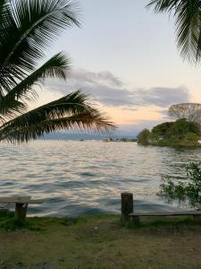 a palm tree and a bench next to a body of water at Blue House in Puerto Jiménez