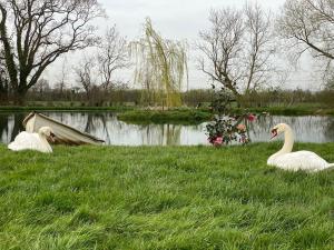 deux cygnes se posant dans l'herbe à côté d'un bateau dans l'établissement Lakeside Lodge, à Taunton