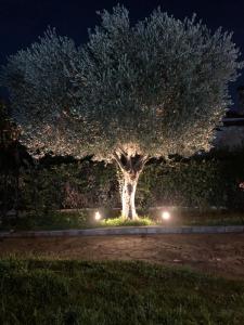 Κήπος έξω από το Hacienda Eugenia