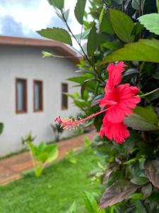 une fleur rouge sur une brousse devant une maison dans l'établissement Pousada Maresia, à Fernando de Noronha