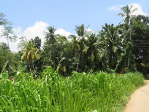 a path through the jungle with palm trees at feelhome in Akuressa