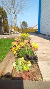 ein Blumenbett mit gelben Blumen im Hof in der Unterkunft Logement de charme in Coinches