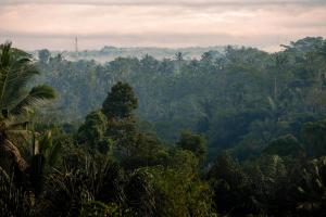 a view of a rainforest from the jungle at Campuhan Sebatu Resort in Tegalalang