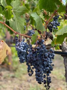 Fotografia z galérie ubytovania Trie Vineyard Cottage v destinácii Grevena