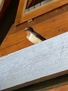 Zdjęcie z galerii obiektu Seehütte Neusiedlersee Robinsonhütte w mieście Rust