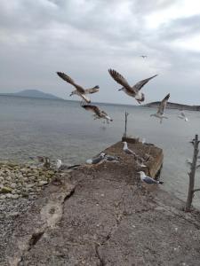 eine Herde von Vögeln, die über einen Wasserkörper fliegen in der Unterkunft Apartmani Noris (app3) in Martinšćica