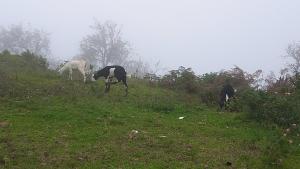 um grupo de vacas a pastar numa colina relvada em Salora Kodai em Kodaikanal