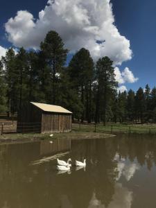two white swans swimming in a pond next to a barn at Grand Canyon 1bd Loft at Historic Wrigley Ranch-Suite with Horseback Riding, Hiking in Parks
