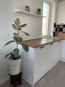 Kuchyňa alebo kuchynka v ubytovaní Apartament Dziewiątka