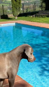 埃爾博斯克的住宿－Casa Rural El Vihuelo，一只狗站在游泳池旁边