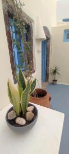 a plant in a black bowl on a table at Assyrtiko by A Terre Cave Villas in Oia