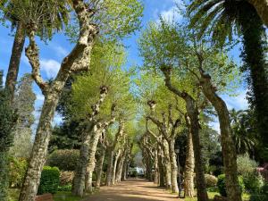 a row of trees on a dirt road at Apartamento Padrón Centro P3 by URent in Padrón