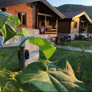 a large leafy plant in front of a log cabin at Orahovo Cottages in Virpazar