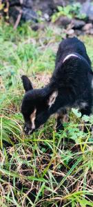 a small black animal walking in the grass at Quinta Pereirinha Farm - A Private 3 Bedroom Vacation Home, Close to Hiking w Ocean Views - Pico Island, Azores in São Roque do Pico