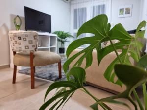 a living room with a chair and a plant at Marfil in Posadas