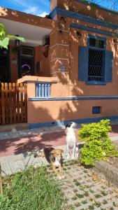un perro parado frente a una casa en Hostel El Caminito LGBTQIAPN plus en Santos