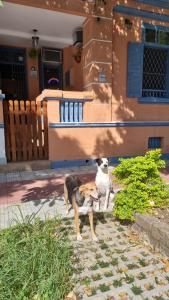 สัตว์เลี้ยงซึ่งผู้เข้าพักนำมาด้วยที่ Hostel El Caminito LGBTQIAPN plus