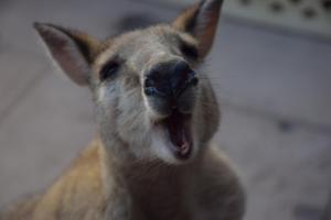 a close up of a hyena with its mouth open at Cicada Lodge in Katherine