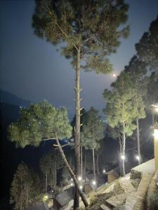 un grupo de árboles en un bosque por la noche en Jaseelo Camps, en Chamba