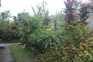 Vrt pred nastanitvijo Pondok Sundari