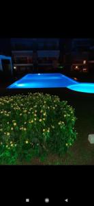 a plant with yellow flowers in front of a swimming pool at Pietra di Luna 1 in Kriopigi