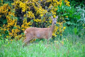 a deer standing in a field of grass and flowers at Acarsaid B&B in Lybster