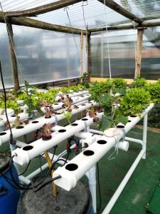 a greenhouse filled with lots of green plants at Your HOME ECO & NATUR in Carvide