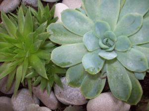 una suculenta planta verde sobre un montón de rocas en Apartments Antoana, en Hvar