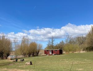 a barn with sheep grazing on the grass at Schäferwagen auf dem Biogut-Saalkow in Gustow
