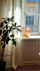een plant die op een vensterbank naast een lamp zit bij Villa Frieda in Haapsalu