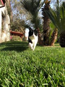 un gato blanco y negro sentado en la hierba en Residence Sa Pintadera, en Cabras