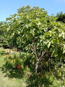 un árbol en un huerto de manzanos con frutas y flores en Au Coeur du Luberon, en Cavaillon
