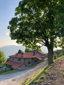a house with a tree next to a dirt road at Agriturismo Sperandini in San Marcello Pistoiese
