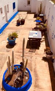 a patio with a bunch of plants in it at Apartamentos Villa Marina in La Caleta