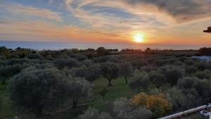 an aerial view of a forest of trees at sunset at Apartma Coccolo in Zambratija