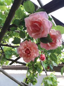 un grupo de rosas rosas colgando del techo en Maison aux Lavandes The Studio, en Vaumeilh