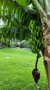 a bunch of green bananas hanging from a banana tree at Seaview Villa 25 in Shelly Beach