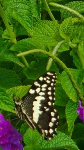ein schwarzer und weißer Schmetterling auf einer grünen Pflanze in der Unterkunft Seaview Villa 25 in Shelly Beach
