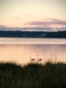 two flamingos swimming in the water at sunset at Glamping Domo Pullao in Castro