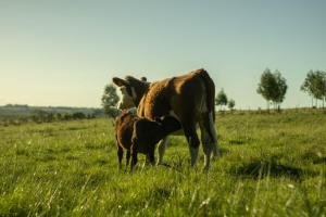 Animales en the country house o alrededores