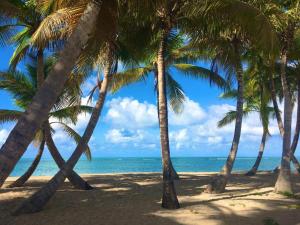 a group of palm trees on the beach at Cozy suite at coco Beach , not pets in Rio Grande +18 photos