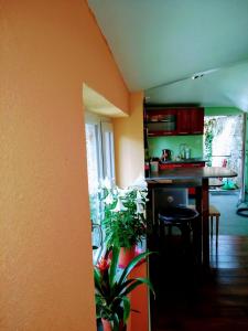 a kitchen with orange walls and a table with a plant at Maison Chopin in Gramat